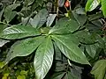 Foliage