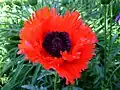 Türkenlouis red, highly fringed
