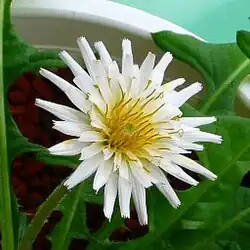 T. albidum