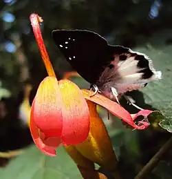 Ventral view