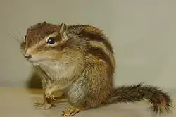 Brown squirrel