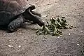 Aldabra giant tortoise