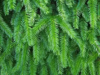 Closeup of the leaves