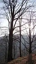 Trees