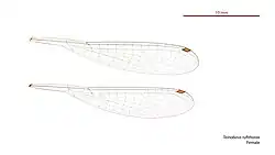 Female wings