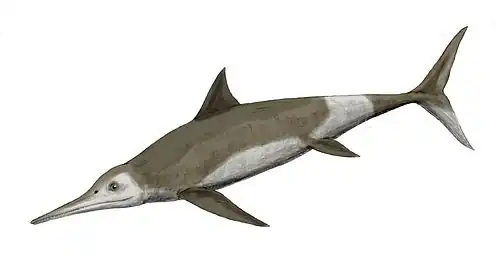 Drawing of an ichthyosaur on white background