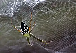Cyrtophora moluccensis in Cairns