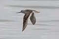 In flight