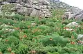 Fritillaria imperialis in Siirt, Turkey