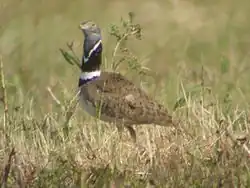 Little bustard, Tetrax tetrax (A)