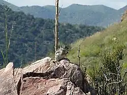 Brown squirrel