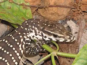 Head (juvenile)