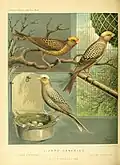 1878 illustration of the Lizard