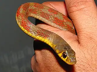 Head