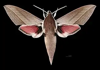 Male