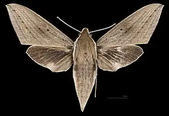 Female dorsal