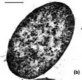 Thermosulfuriphilus ammonigenes