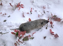 Brown gopher