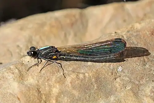 R. trifasciata male Three-banded emerald jewel, Nepal