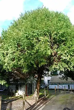 Thuja