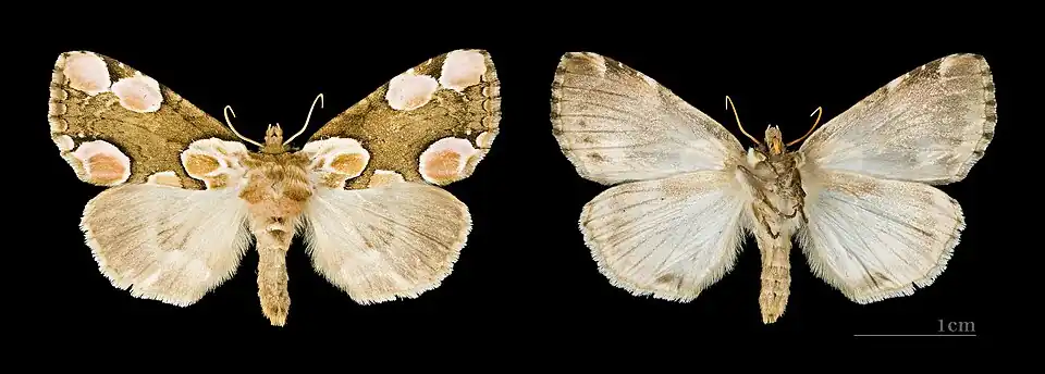 Both sides MHNT