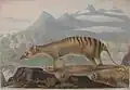 Thylacinus cynocephalus Painting by John Lewin of a thylacine (Tasmanian tiger), painted in 1817.