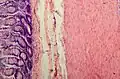 Tissue layers (mucosa, submucosa and muscularis)