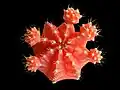 Top view of grafted G. mihanovichii