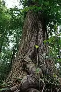 Large poison ivy vine
