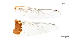 Female Tramea stenoloba wings