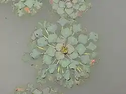 Rosette of leaves