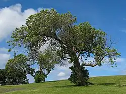 For comparison, the same tree photographed using the visible part of the spectrum