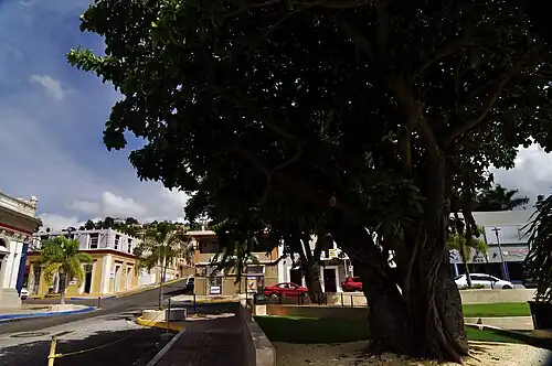 Tree in barrio-pueblo