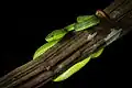 Trimeresurus popeiorum from Kaeng Krachan National Park, Thailand