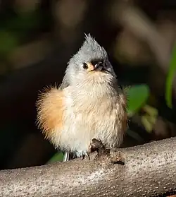Fluffed up while preening