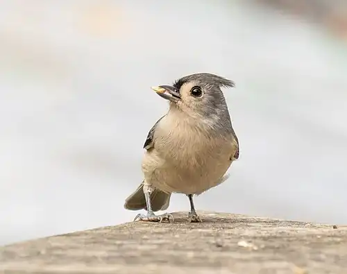 With a seed