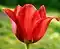 A "Page Polka" tulip