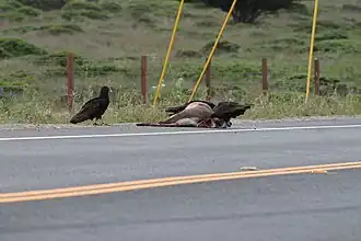 Eating roadkill deer