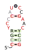 A consensus secondary structure and primary sequence for the twist-up RNA motif.