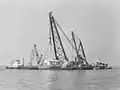 Blackthorn being raised in 1980