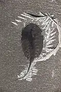 Specimen of M. spinifera showing the long telson