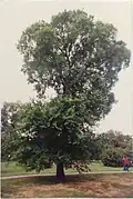 'Karagatch' at Kew Gardens, 1990[3]