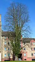 Bruntsfield Links wych, Edinburgh (April, 2016)