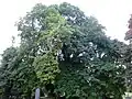 An unidentified smooth-leaved U. × hollandica cultivar, North Merchiston Cemetery, Edinburgh (2016)