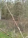 Last and previous year's branchlet growth
