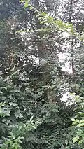 Plot foliage and young bark, Utterby, Lincolnshire