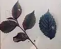 Leaves of Radinden Manor Road tree, Hove.