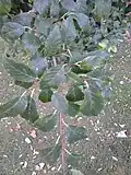 Foliage, RBGE, October