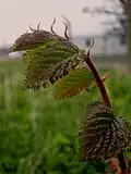 Emergent foliage colour