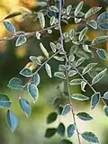 Leaves of 'Geisha'